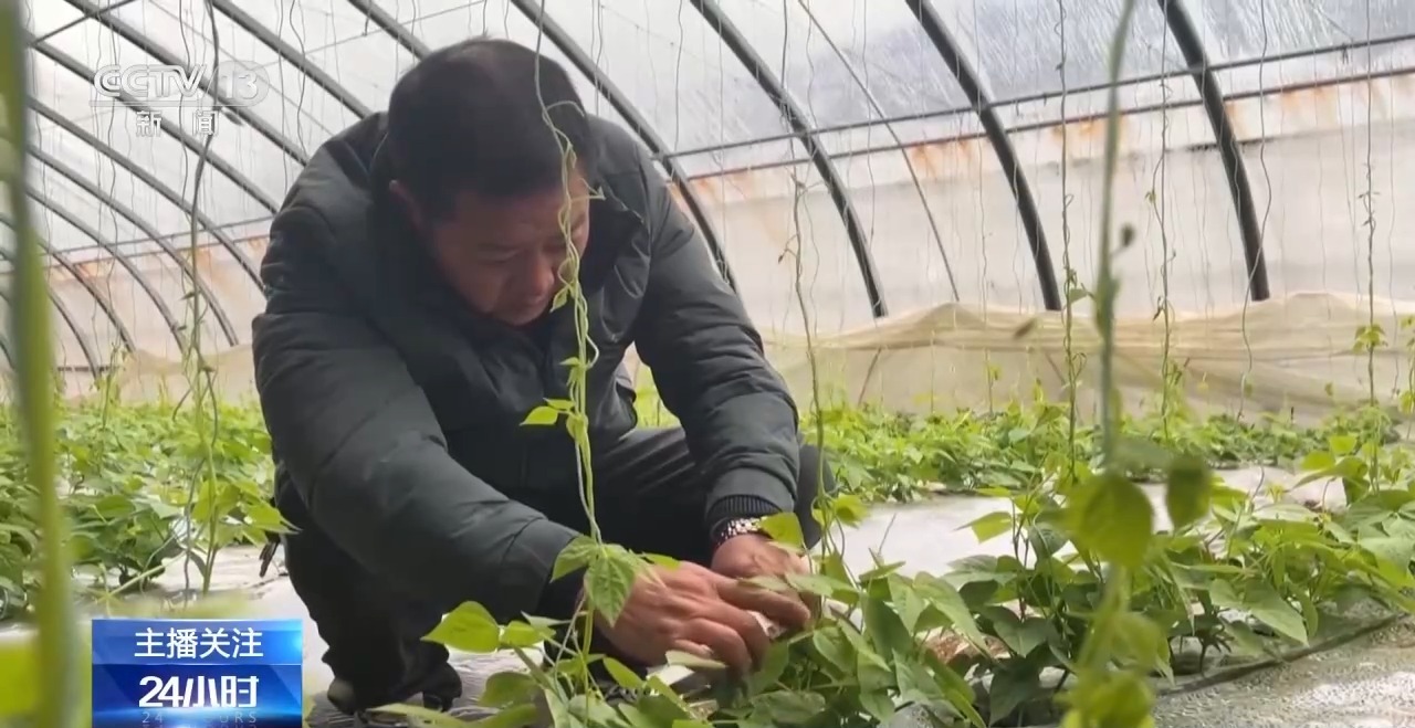 被 寒潮下蔬菜这样稳产保供九游会j9登录蔬菜也要盖棉(图3)