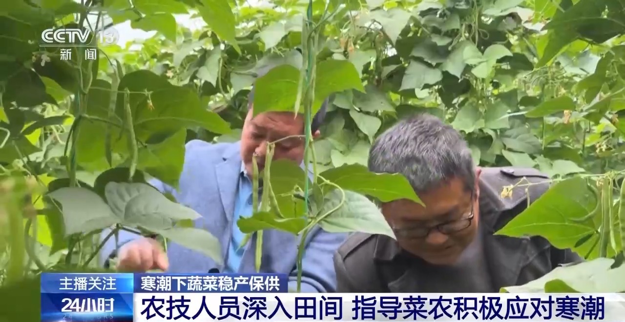 被 寒潮下蔬菜这样稳产保供九游会j9登录蔬菜也要盖棉(图5)