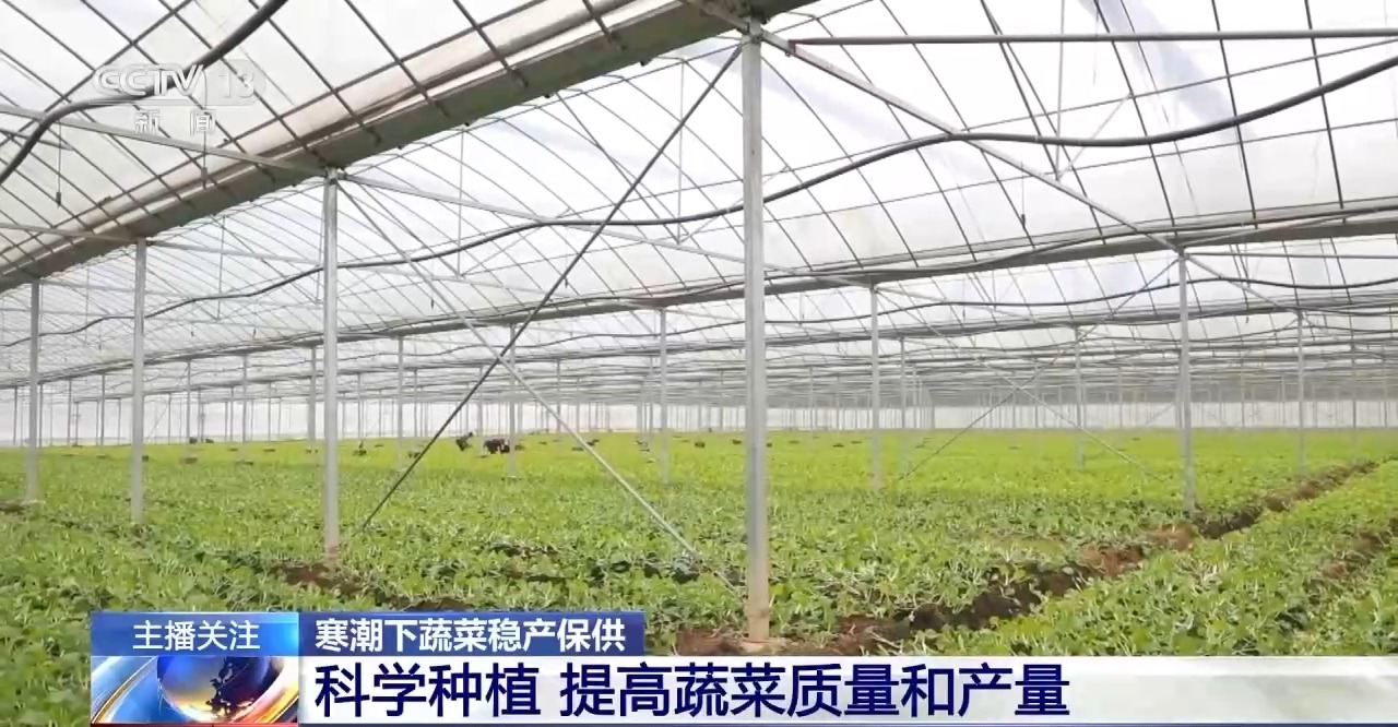 被 寒潮下蔬菜这样稳产保供九游会j9登录蔬菜也要盖棉(图7)