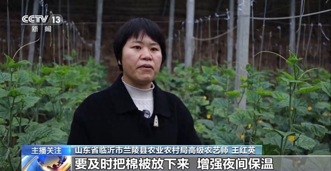 被 寒潮下蔬菜这样稳产保供九游会j9登录蔬菜也要盖棉(图14)